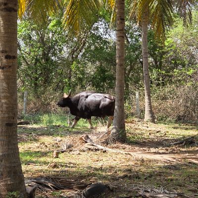 A gaur at the forest edge