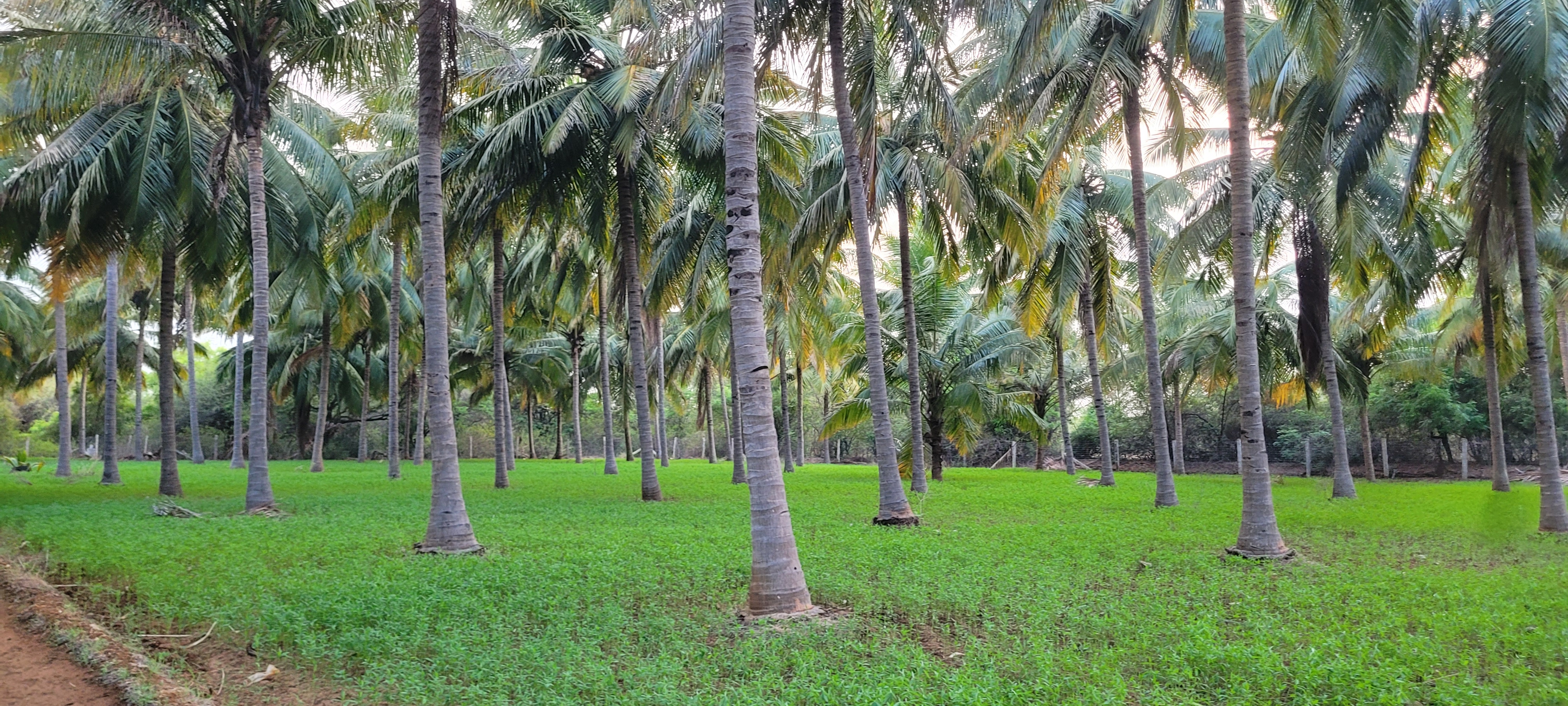 Photo: farm coconuts