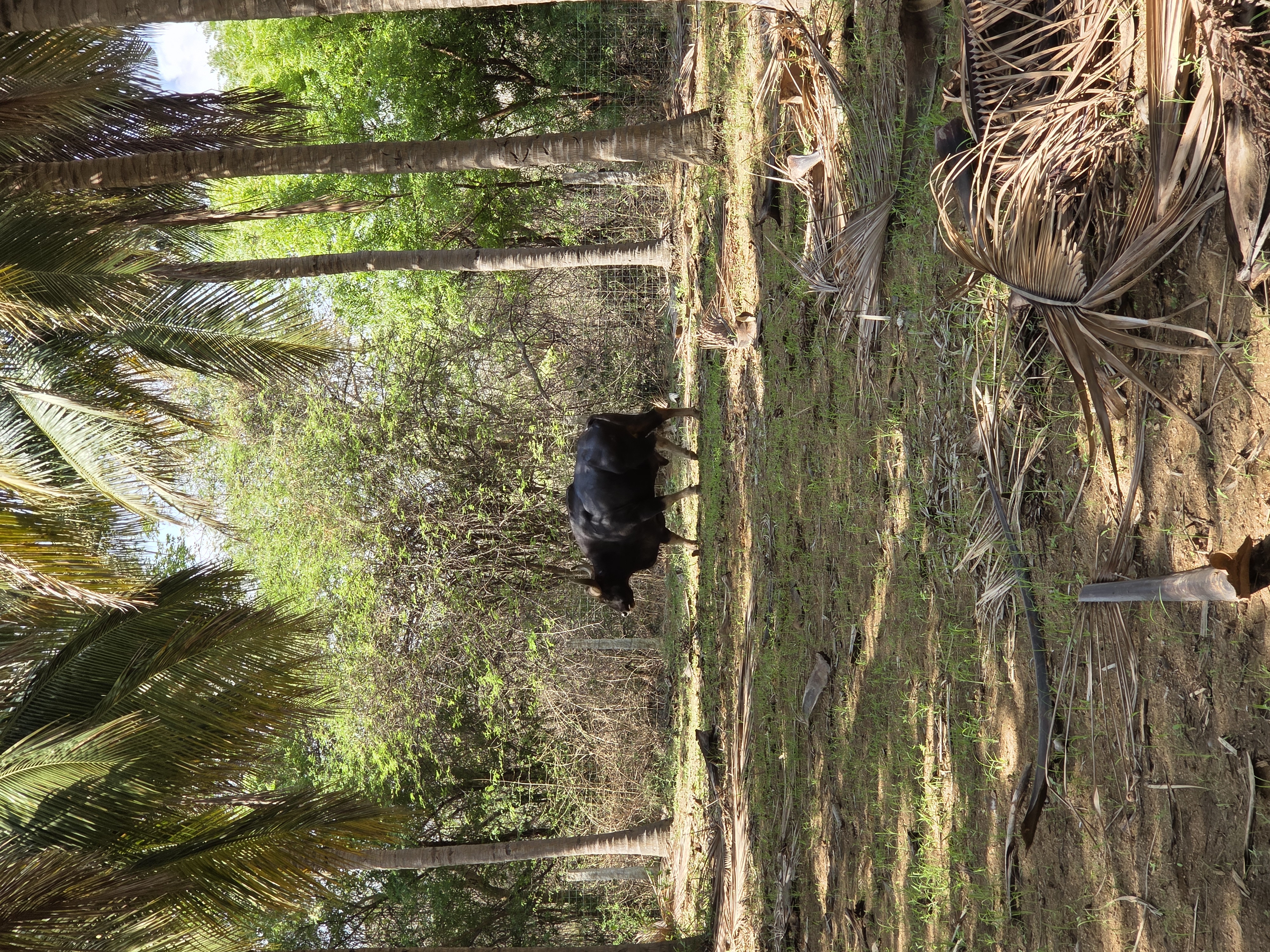 A wild gaur (Indian bison) walking through the coconut grove