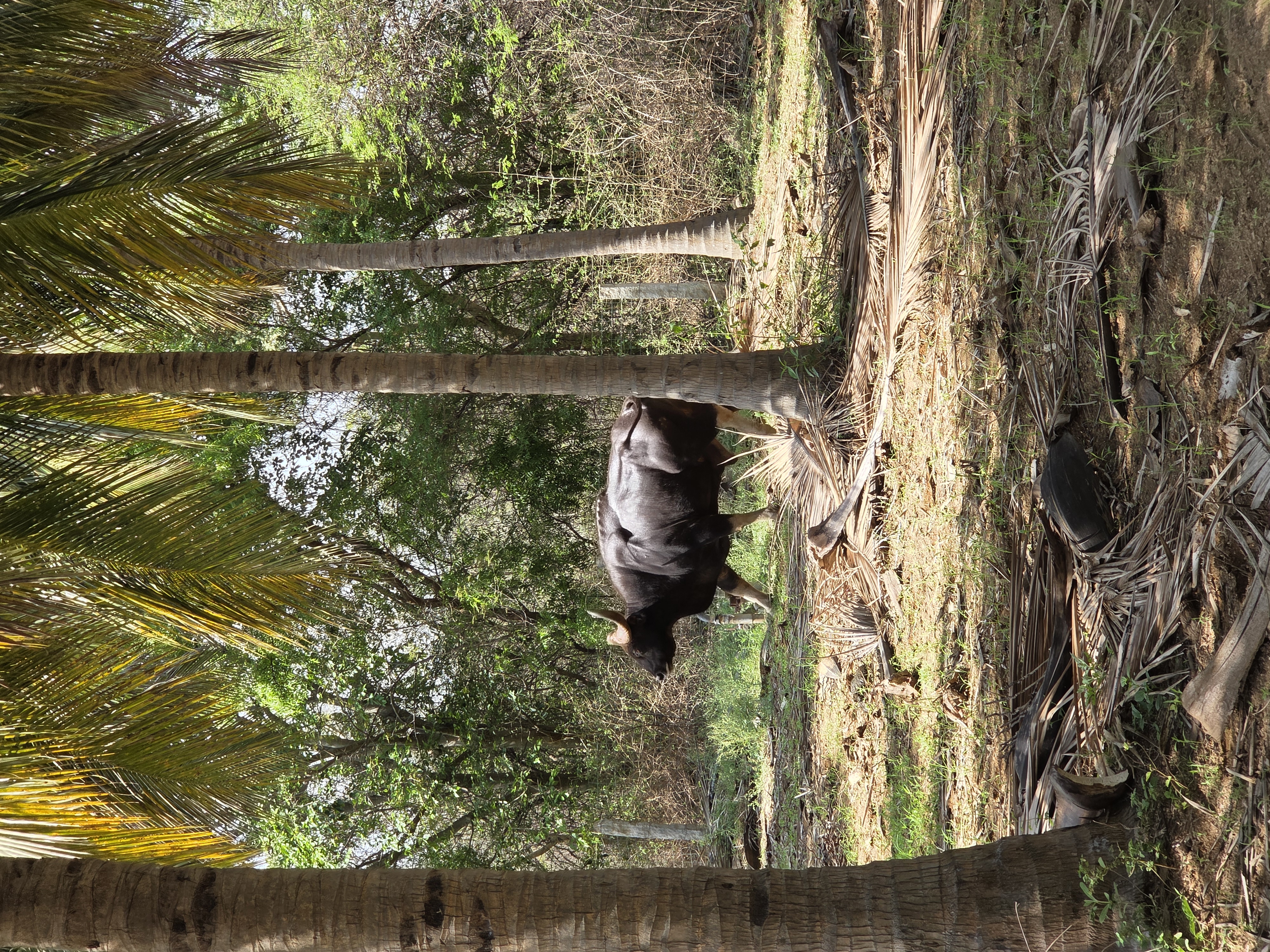 Photo: wildlife on the farm — peacock, deer, or the forest edge