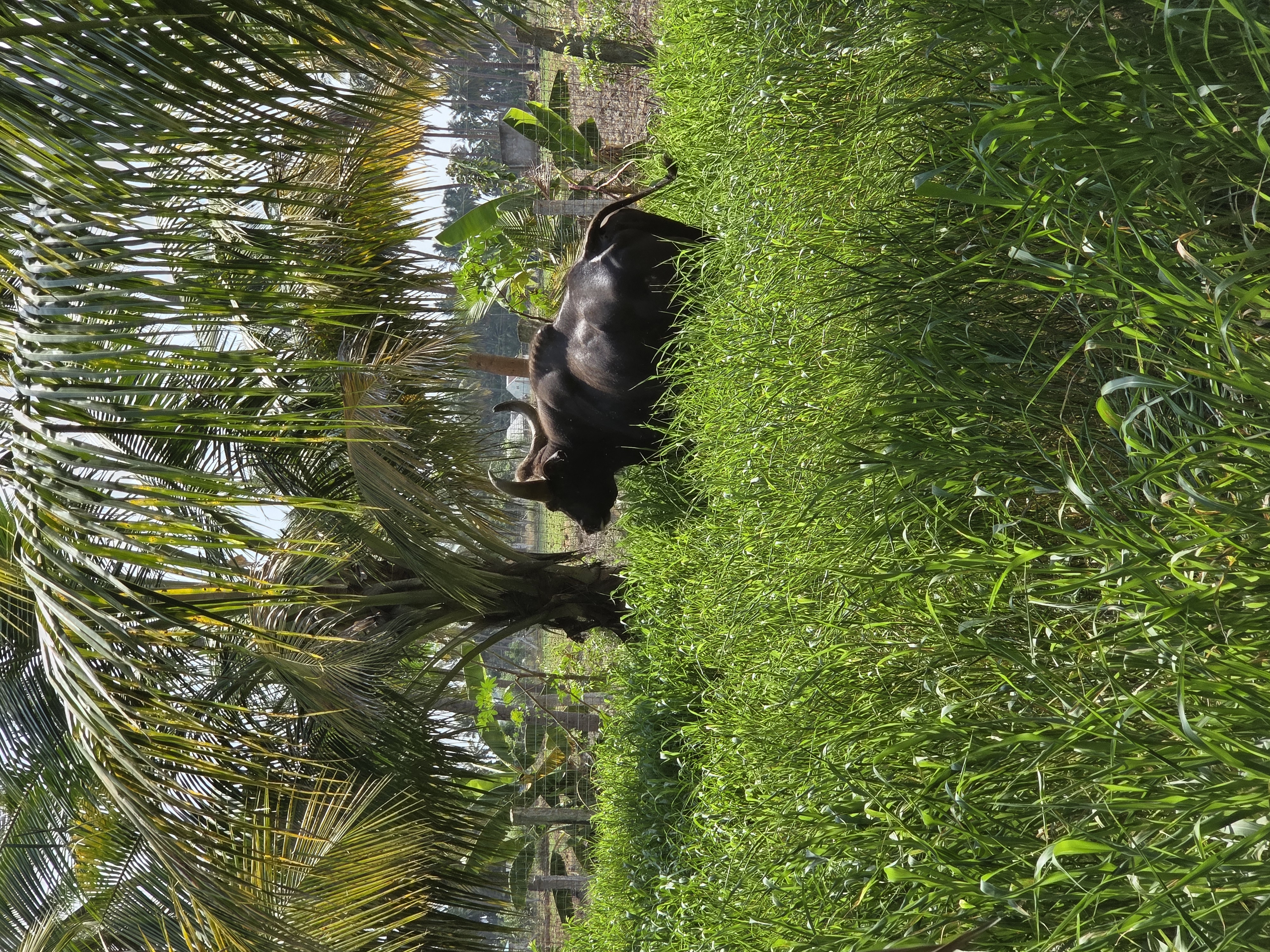 Two gaur grazing in tall green grass under the palms