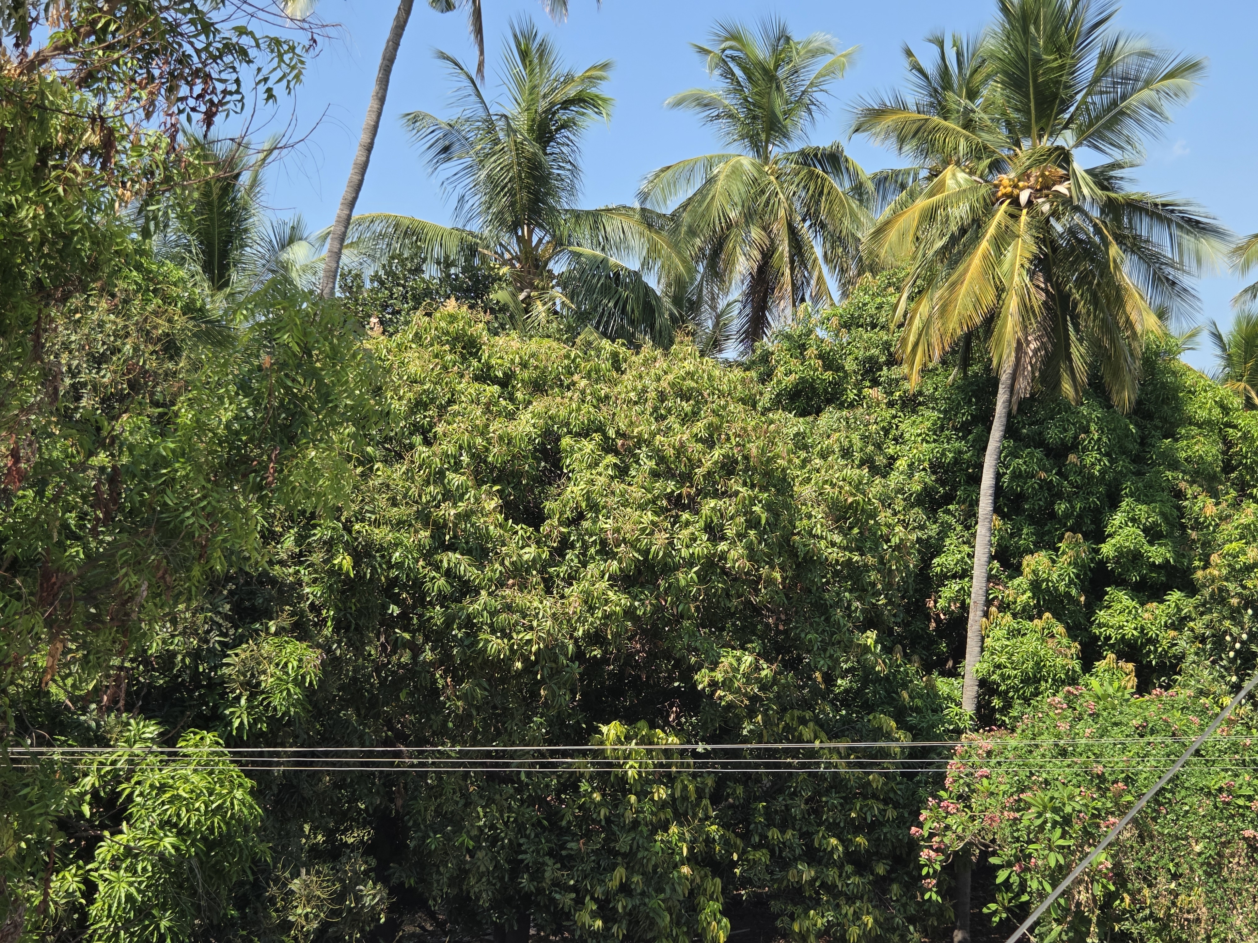 Dense mango canopy with palms against a bright blue sky