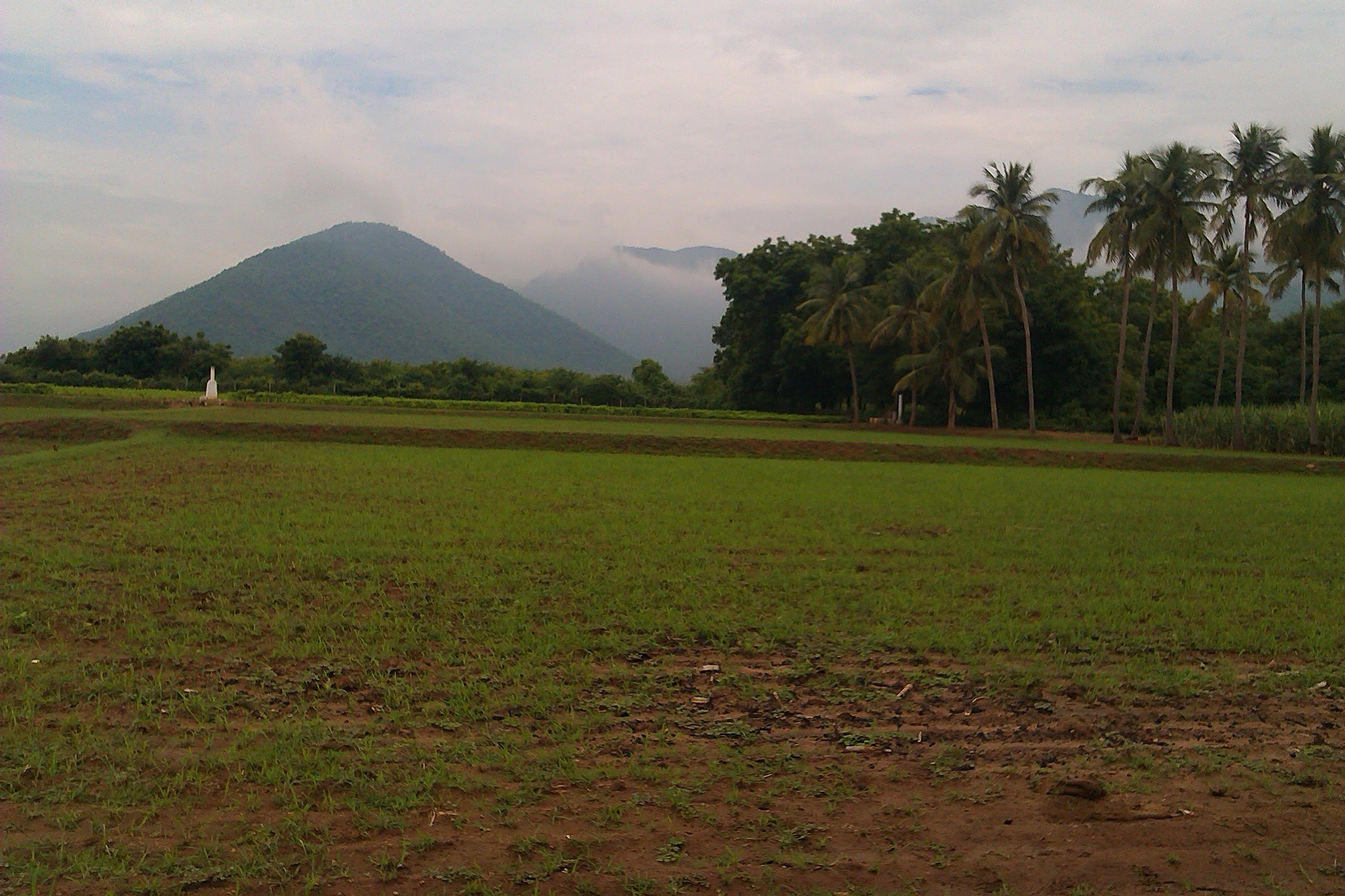 Sengottaian Estate photograph