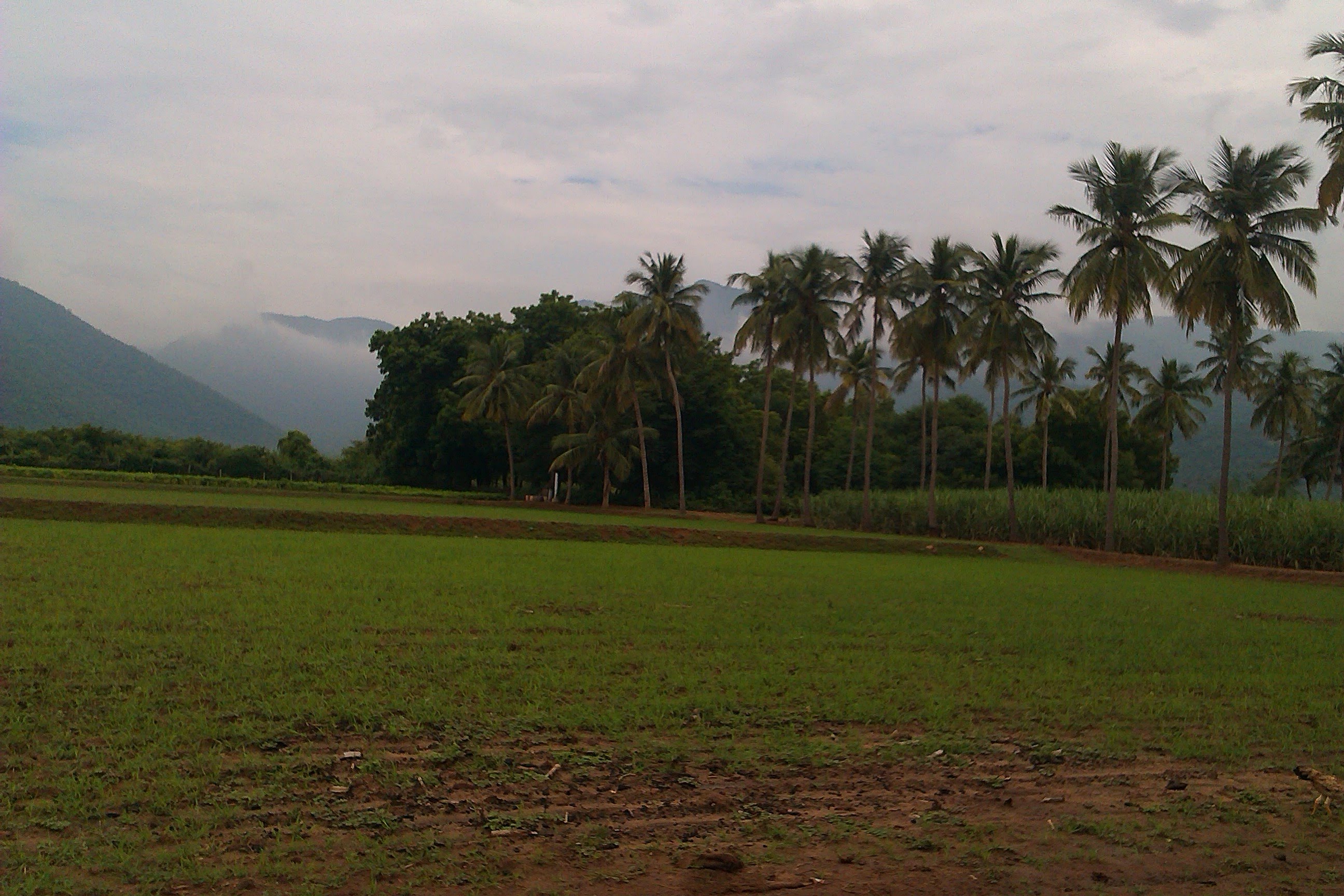 Sengottaian Estate photograph