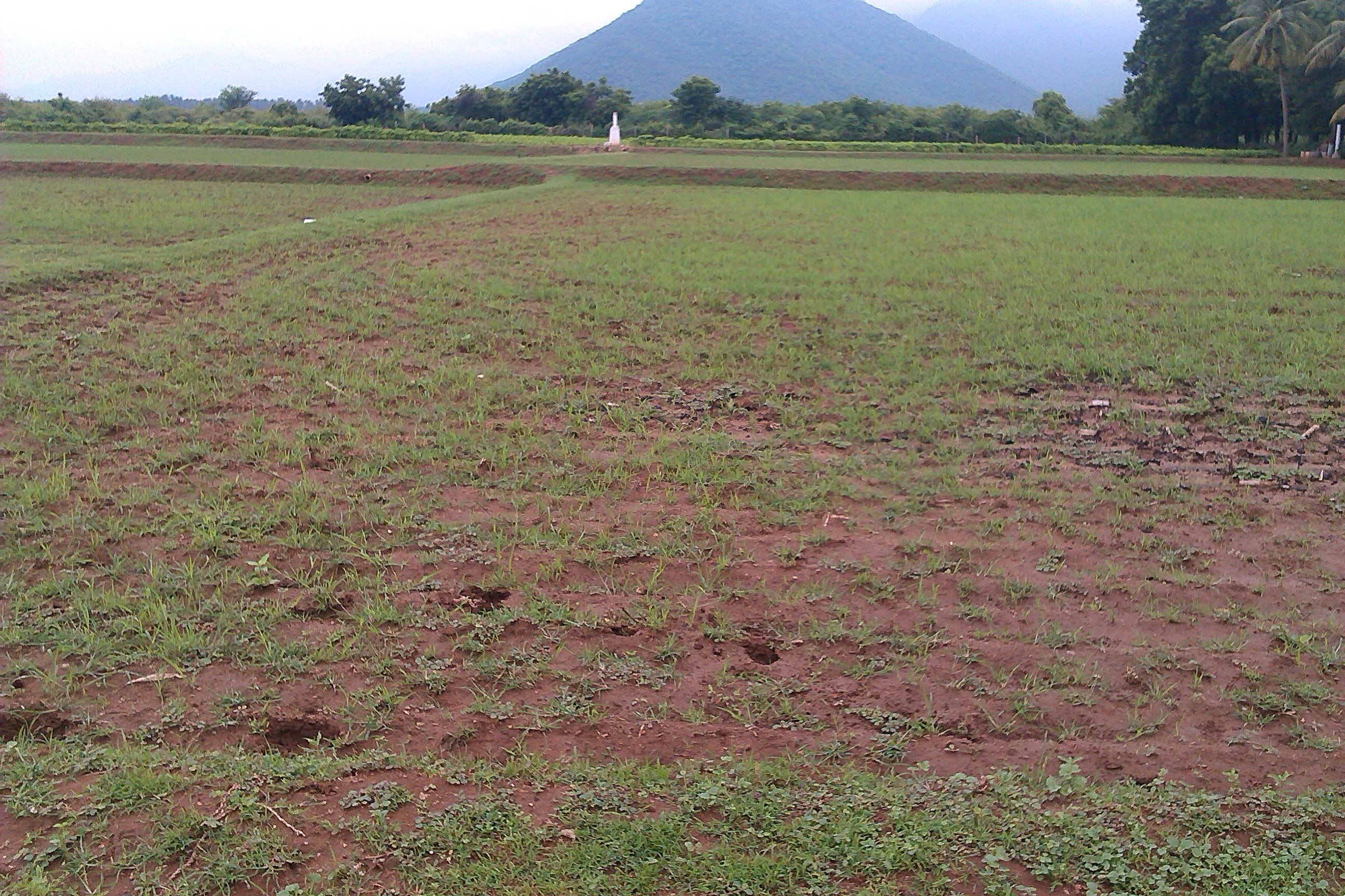 Sengottaian Estate photograph