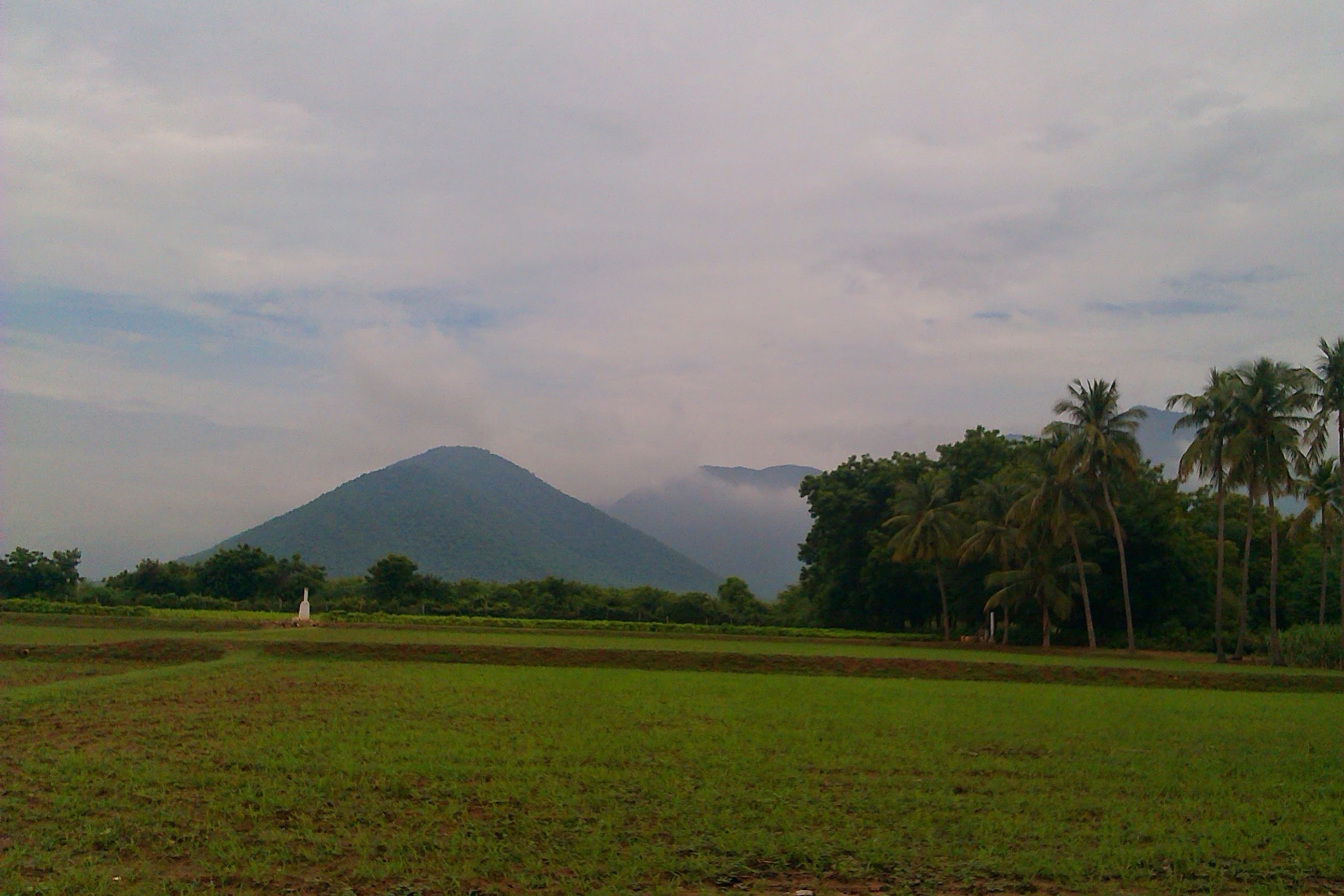 Green paddy field with a conical peak of the Kalrayan Hills at dusk