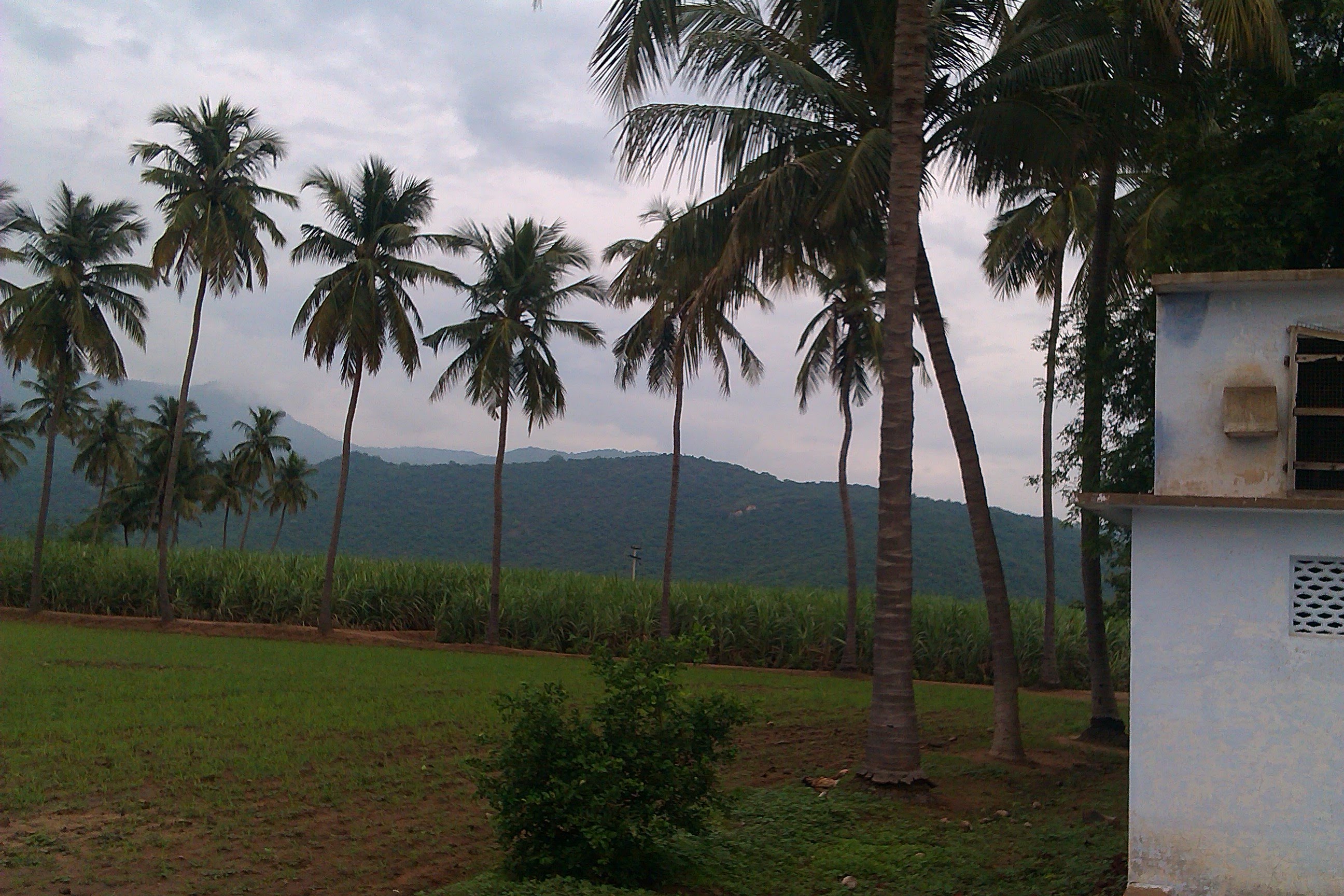 Sengottaian Estate photograph