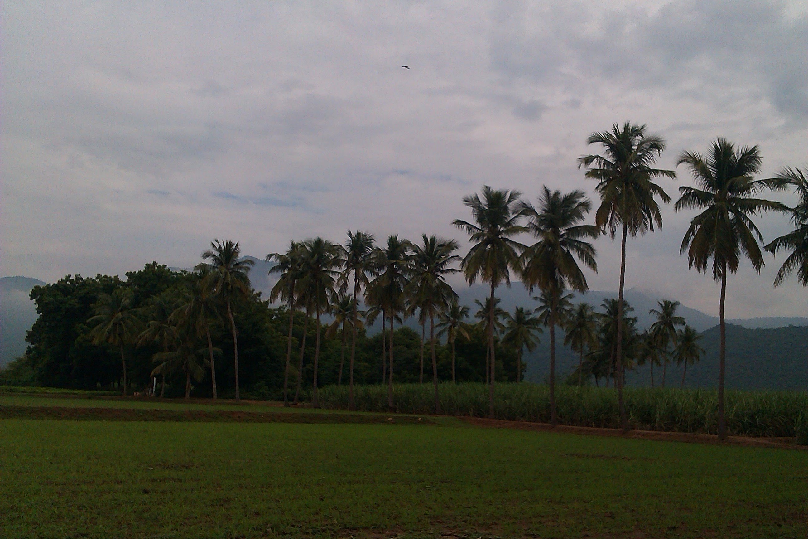 Sengottaian Estate photograph