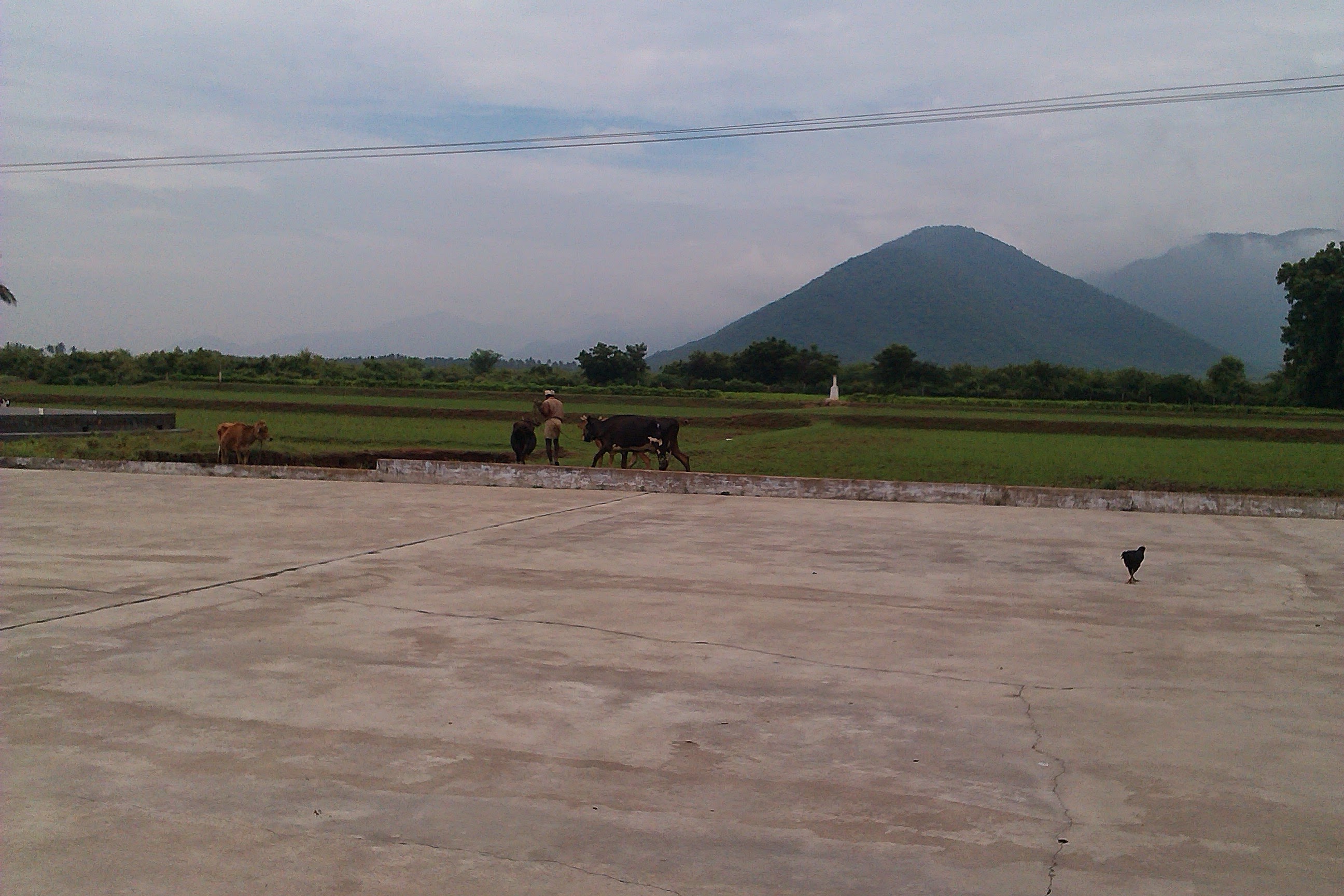 Cattle on the cement drying yard with a conical peak behind