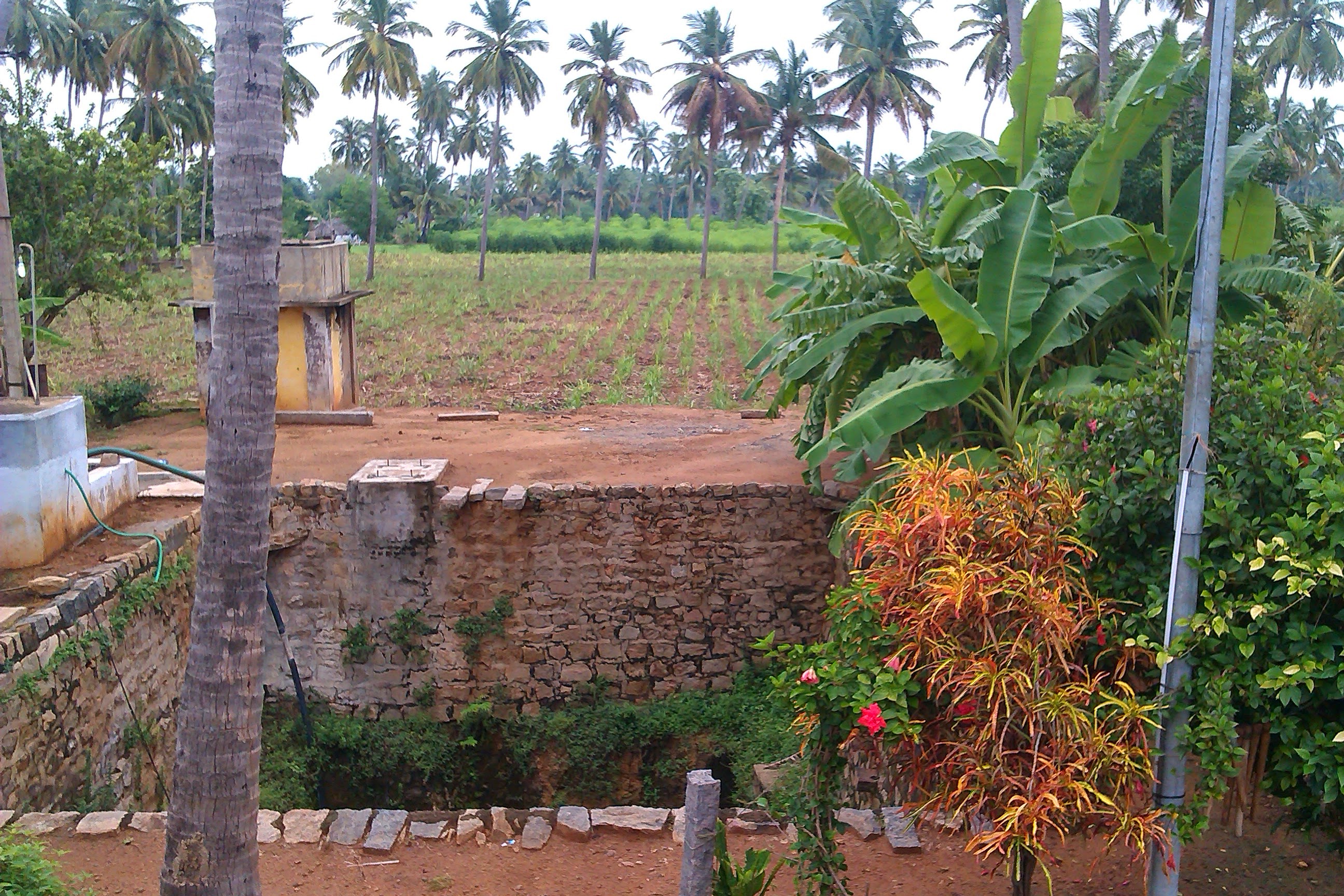 The homestead garden — a flowering croton, stone wall and field beyond