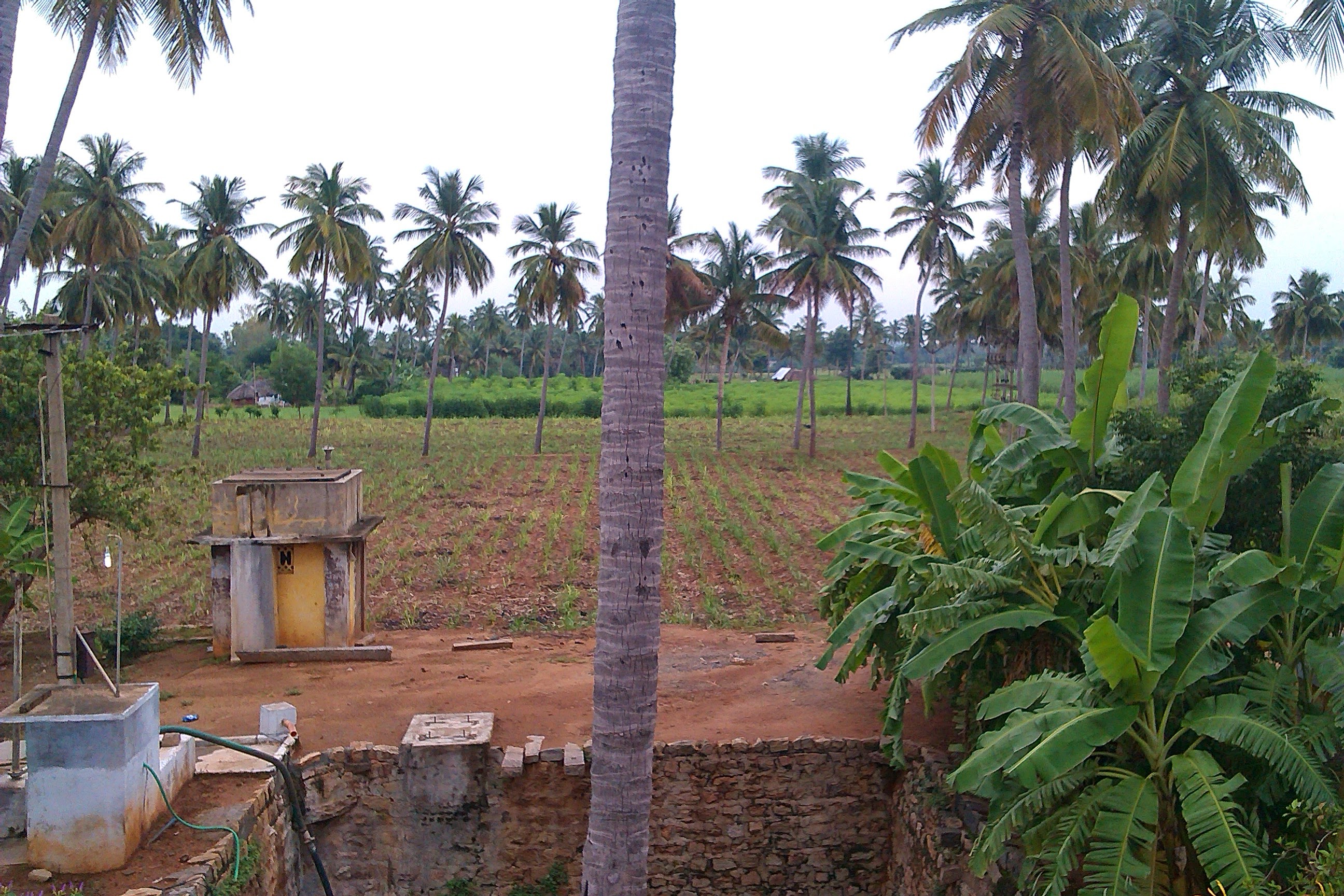 Photo: coconut oil, copra, husk and shell — the products