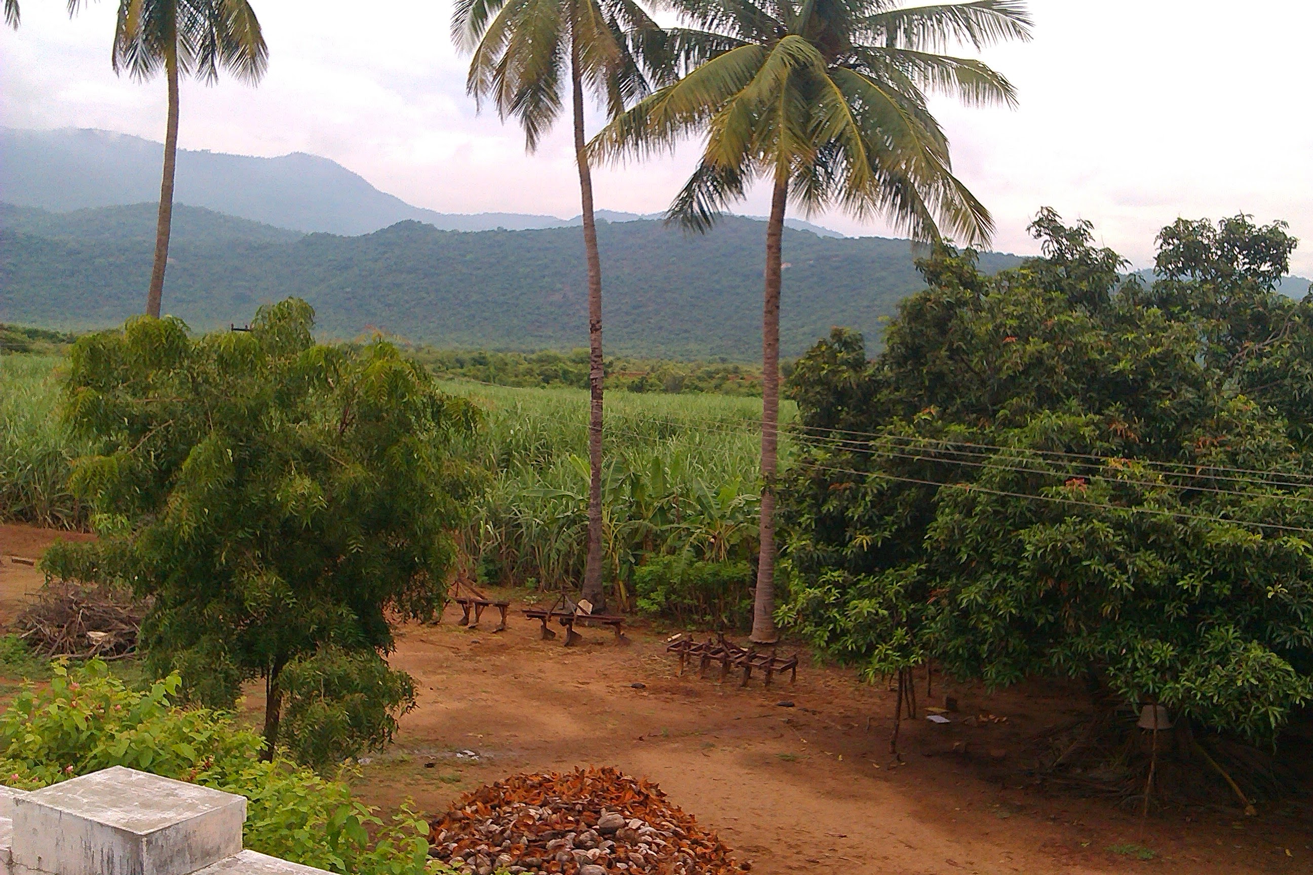 Palms and a mango tree with coconut-husk piles and the hills beyond