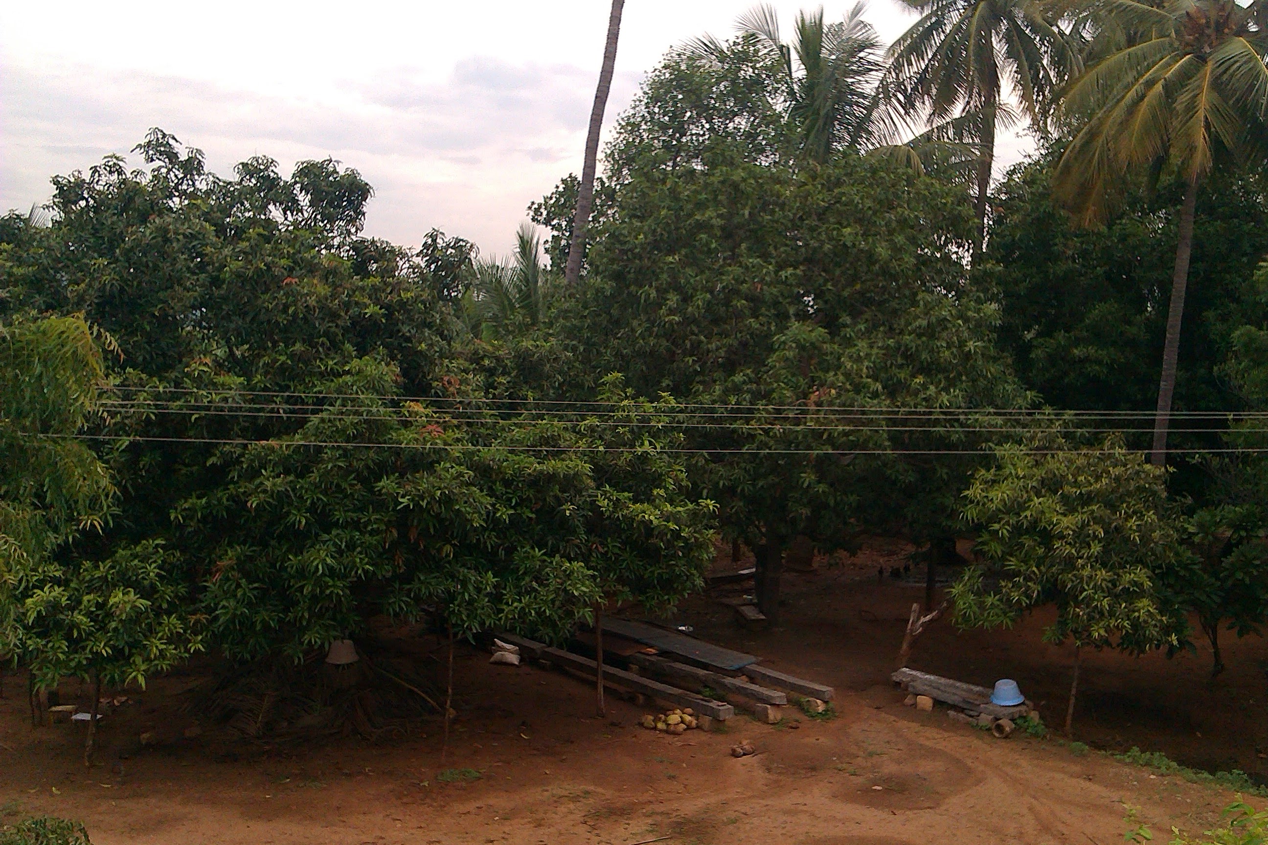 Mango orchard