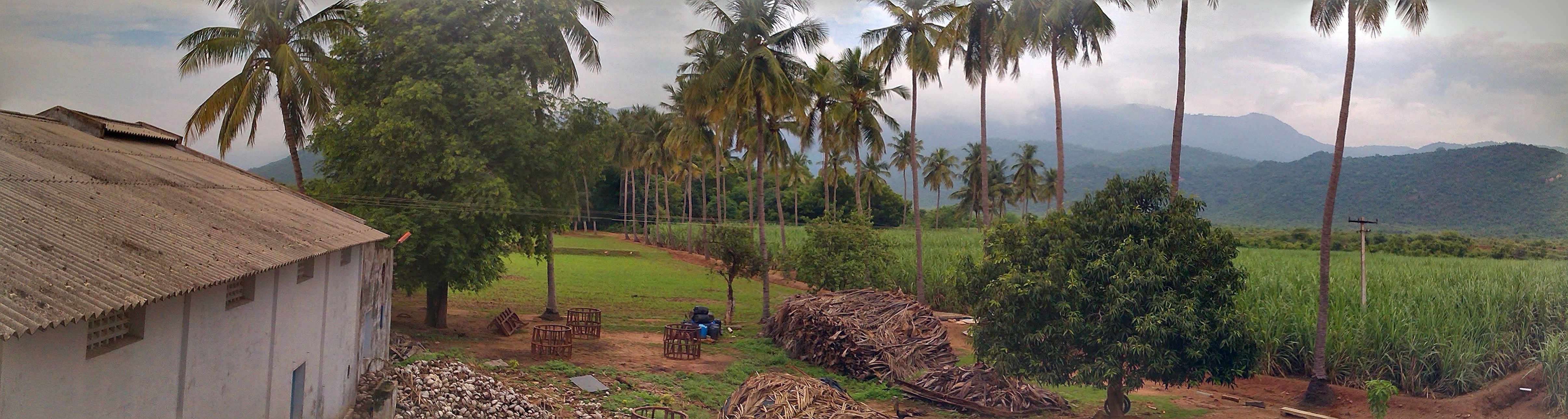 Panorama across the estate — palms, mango trees and open fields running up to the Kalrayan Hills