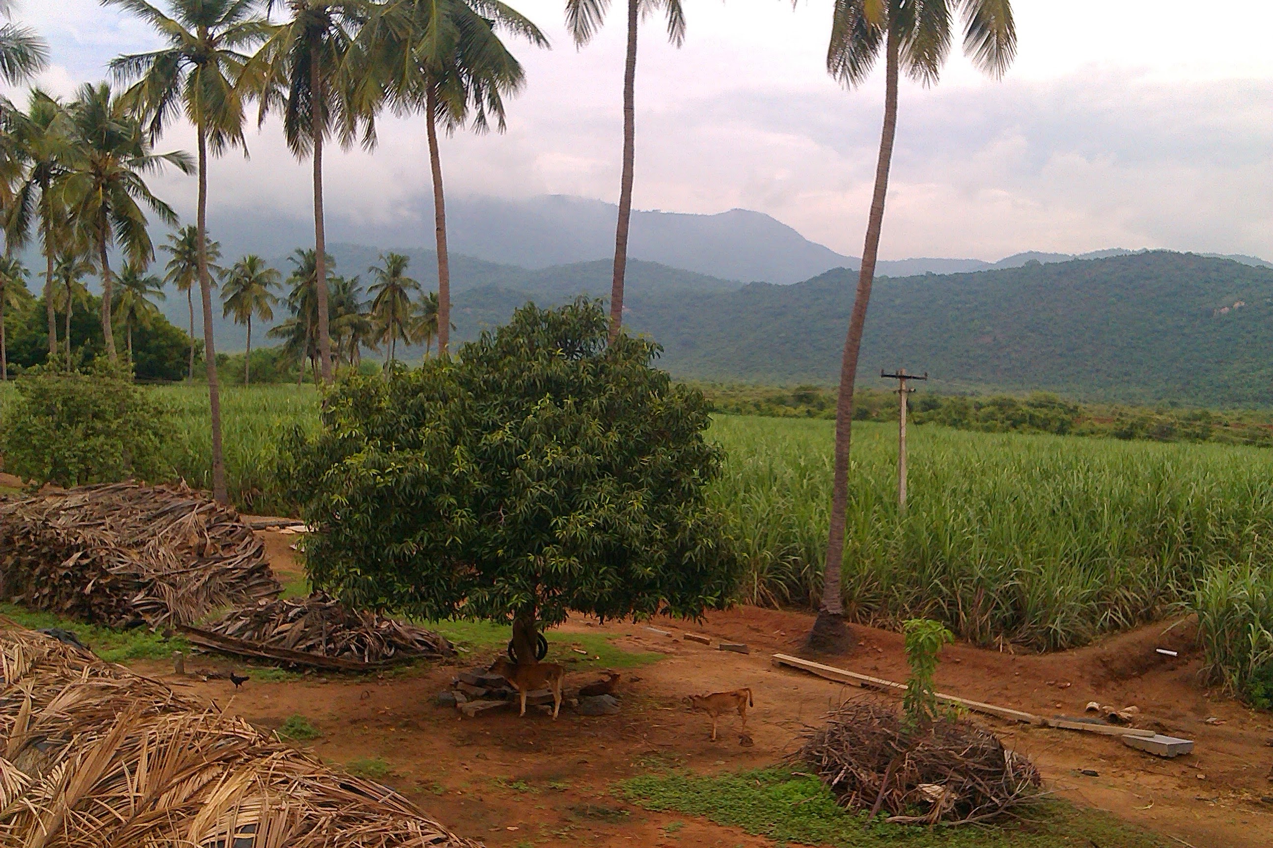 Palms and mango trees with coconut-husk piles and the Kalrayan Hills