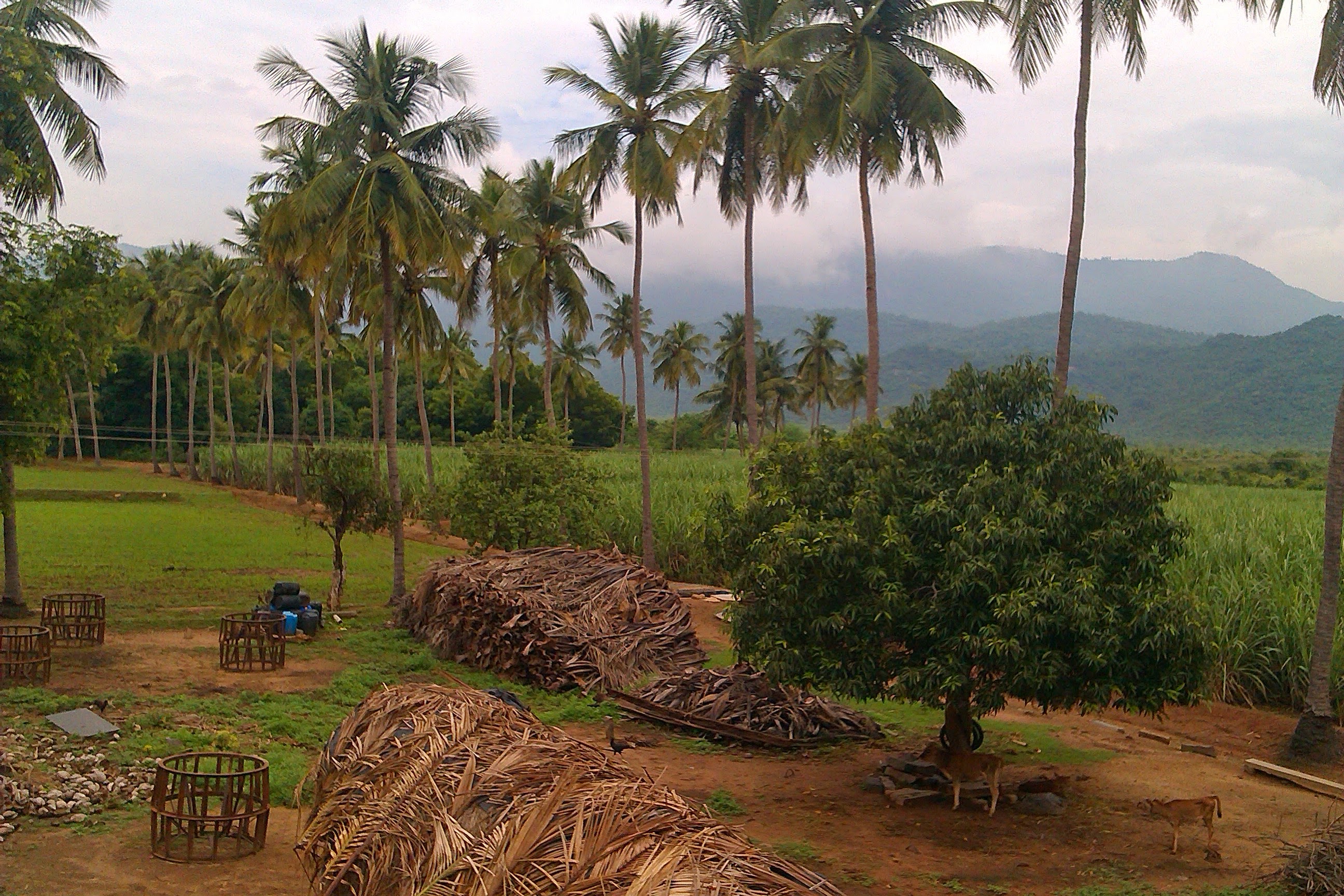 Sengottaian Estate photograph