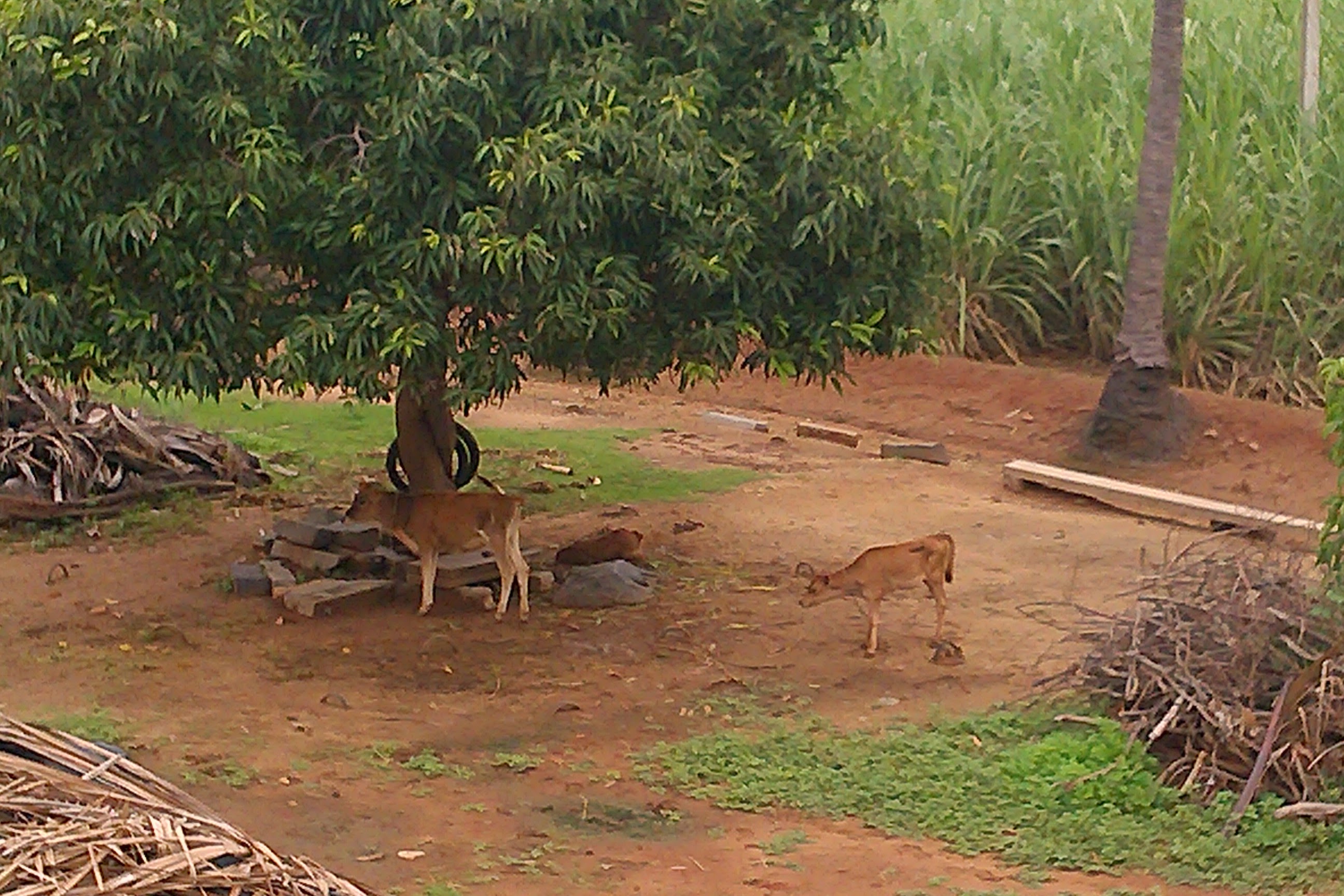 Young cattle resting under a mango tree