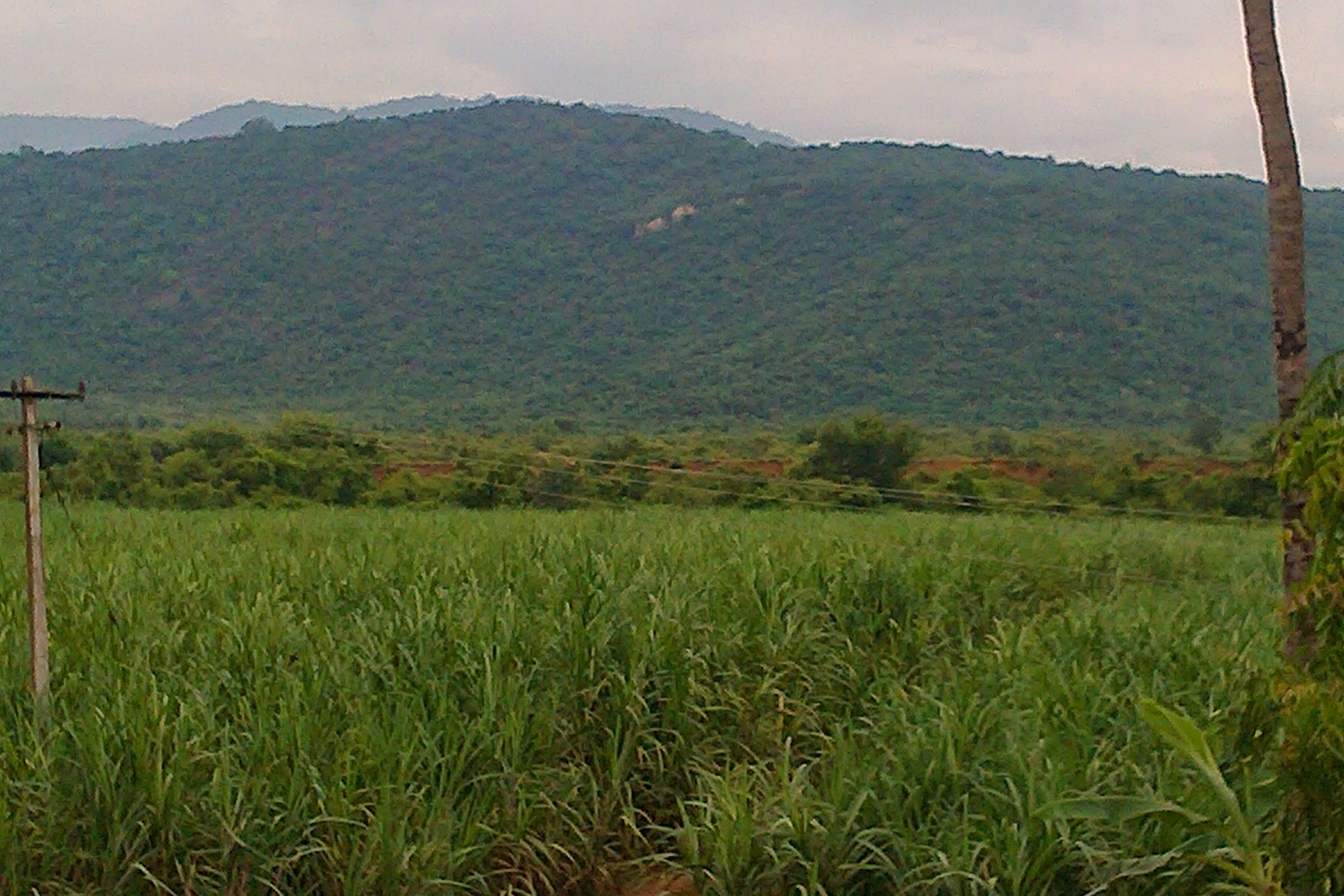 Green field running up to the forested Kalrayan Hills