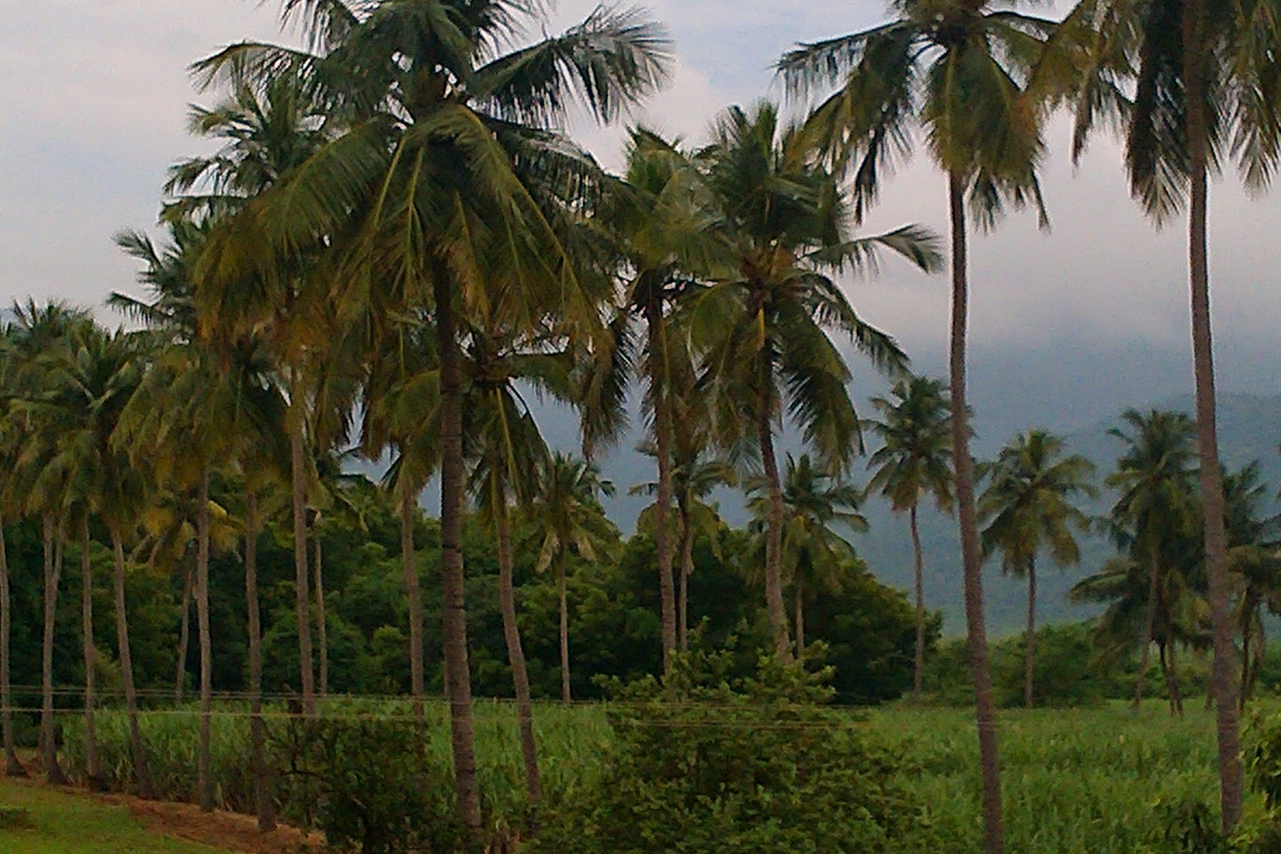 Sengottaian Estate photograph