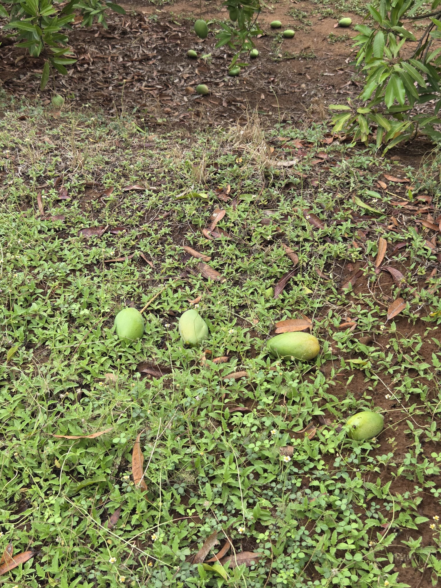 Photo: Banganapalli mangoes