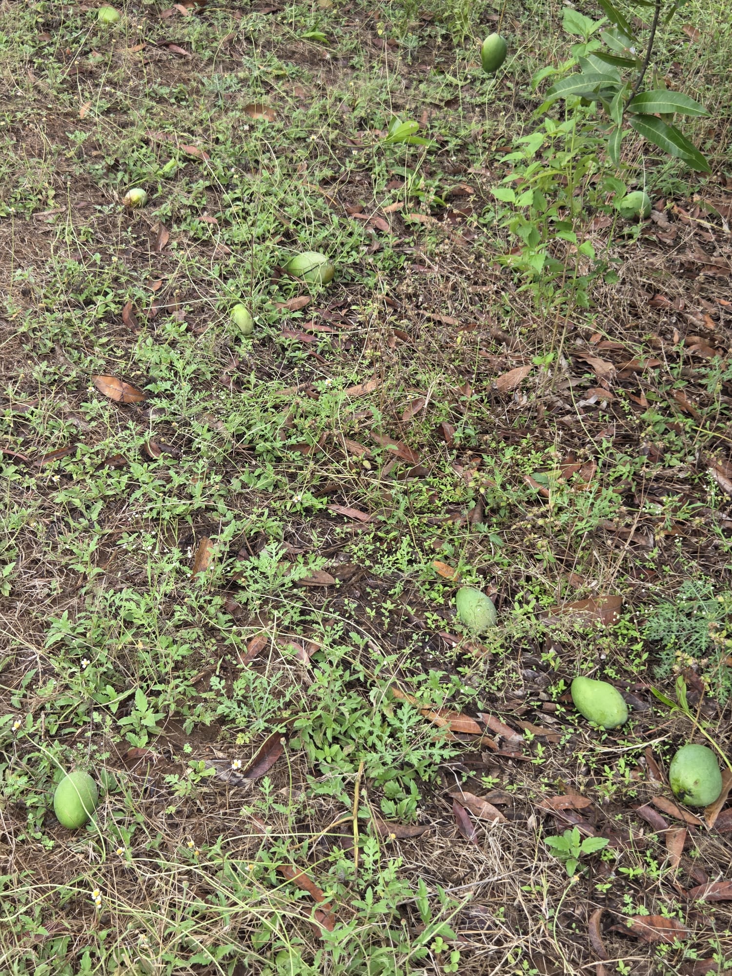 Photo: Imam Pasand mangoes