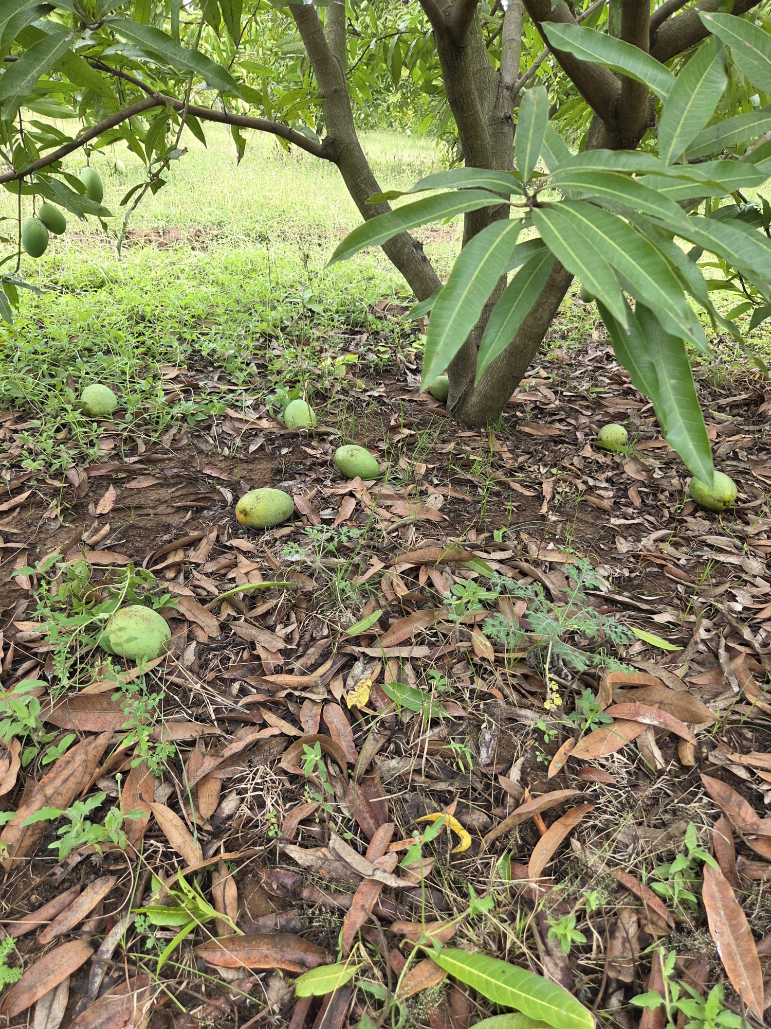 Photo: ripe mangoes, close up on the tree or in a crate