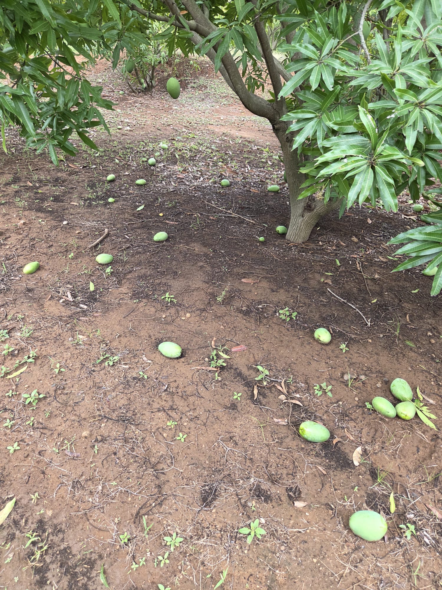 Photo: Neelam mangoes
