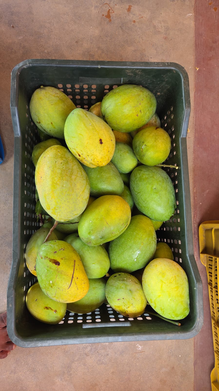 Photo: a packed crate of mangoes in straw, ready to ship