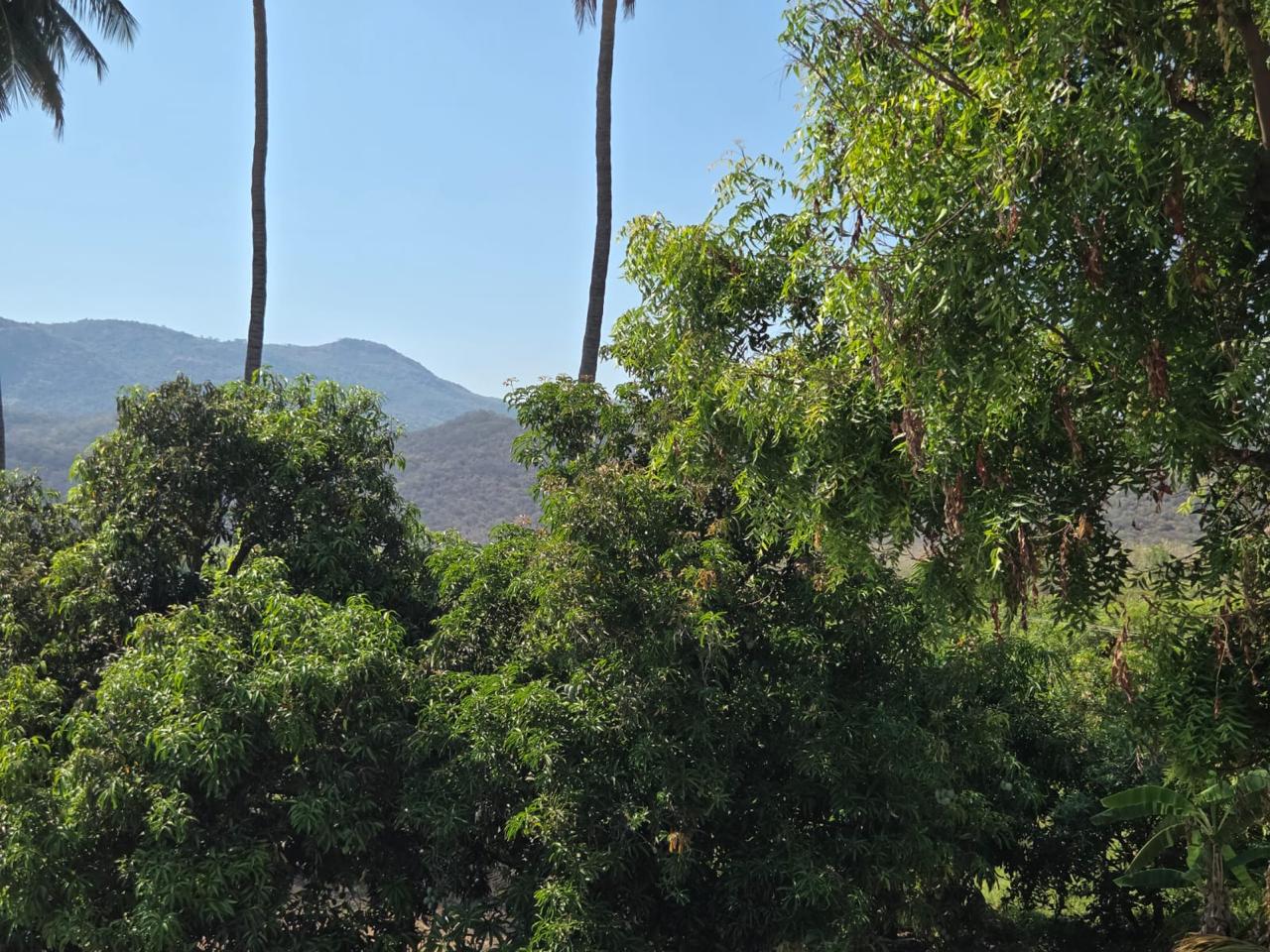 The Kalrayan Hills across the estate's tree line