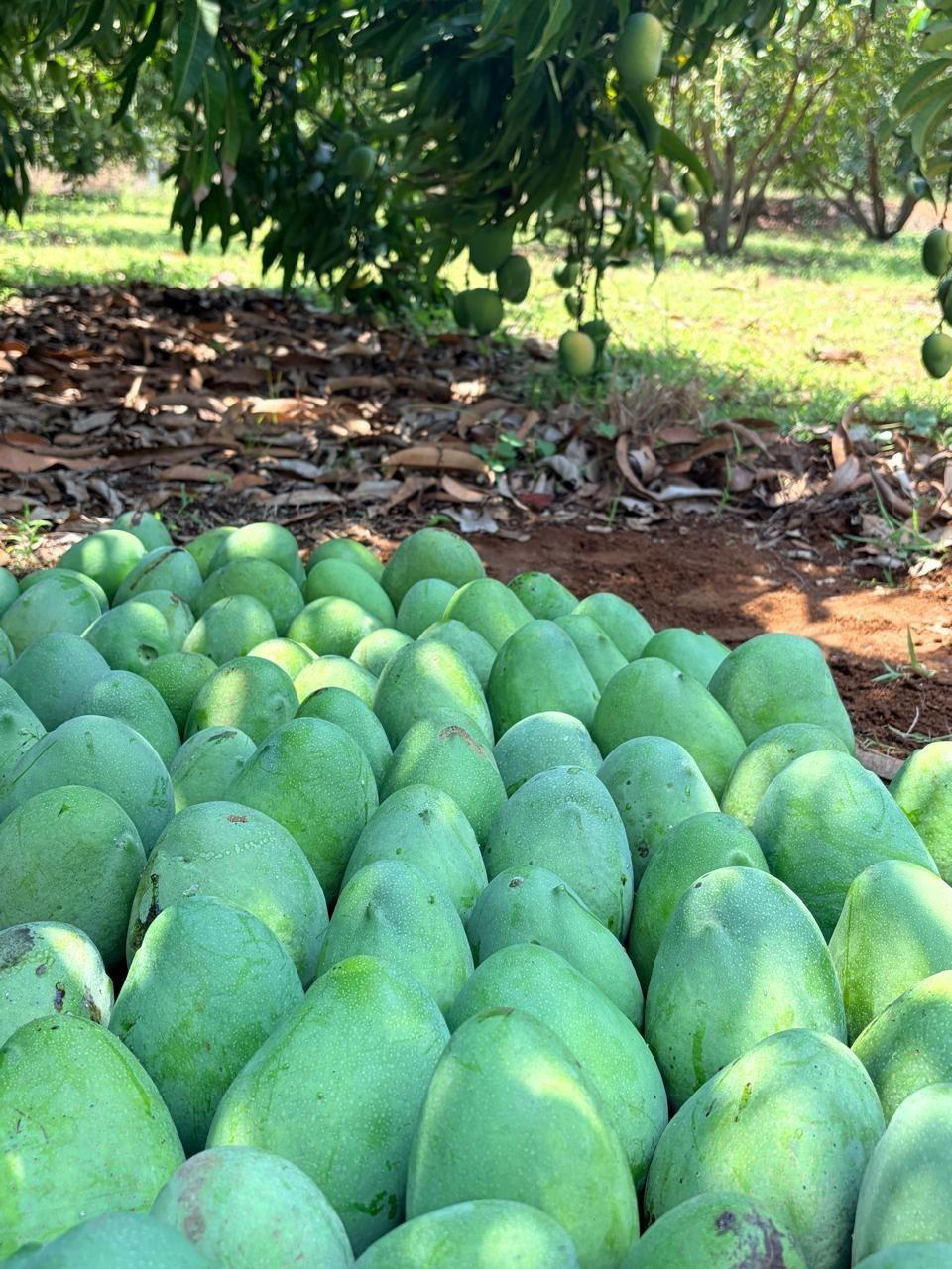 Photo: seasonal mangoes