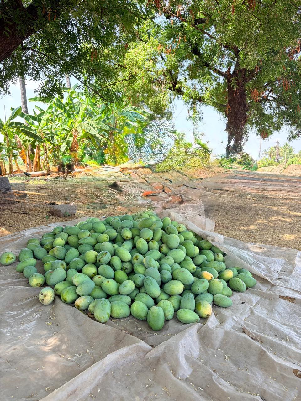 This season's Imam Pasand harvest laid out to breathe under the neem tree