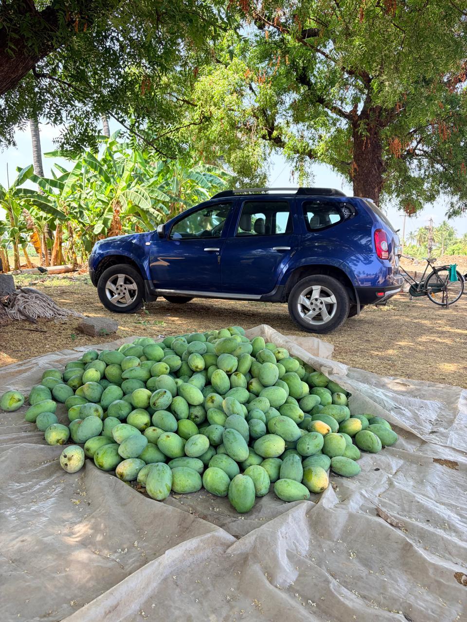 A morning's mango harvest gathered and ready to load