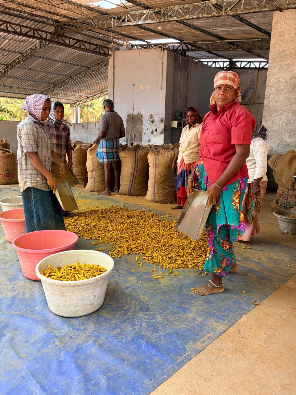 Photo: turmeric drying and packing